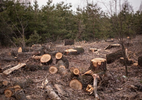 Sustaining Environment: Deforestation & Solutions